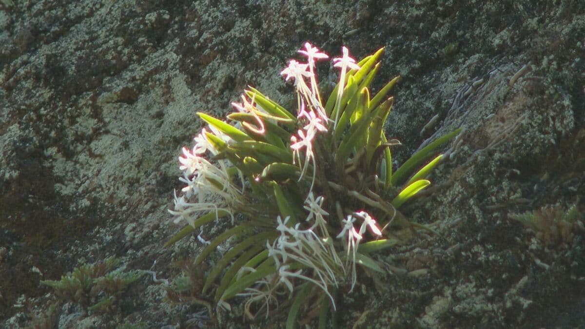 珍しい夏の花｢フウラン｣が見頃 岩や樹木に根を張るのが特徴 絶滅危惧種