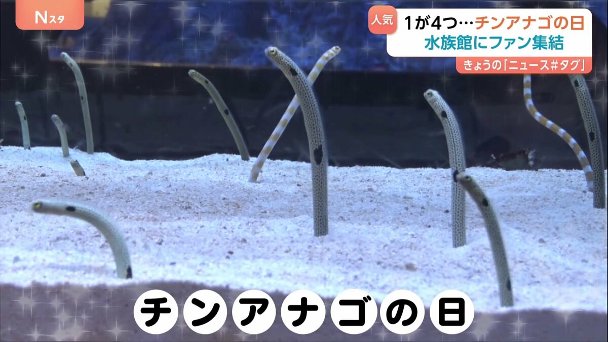 見たら幸せに」11月11日は『チンアナゴの日』 フォトスポットにフード