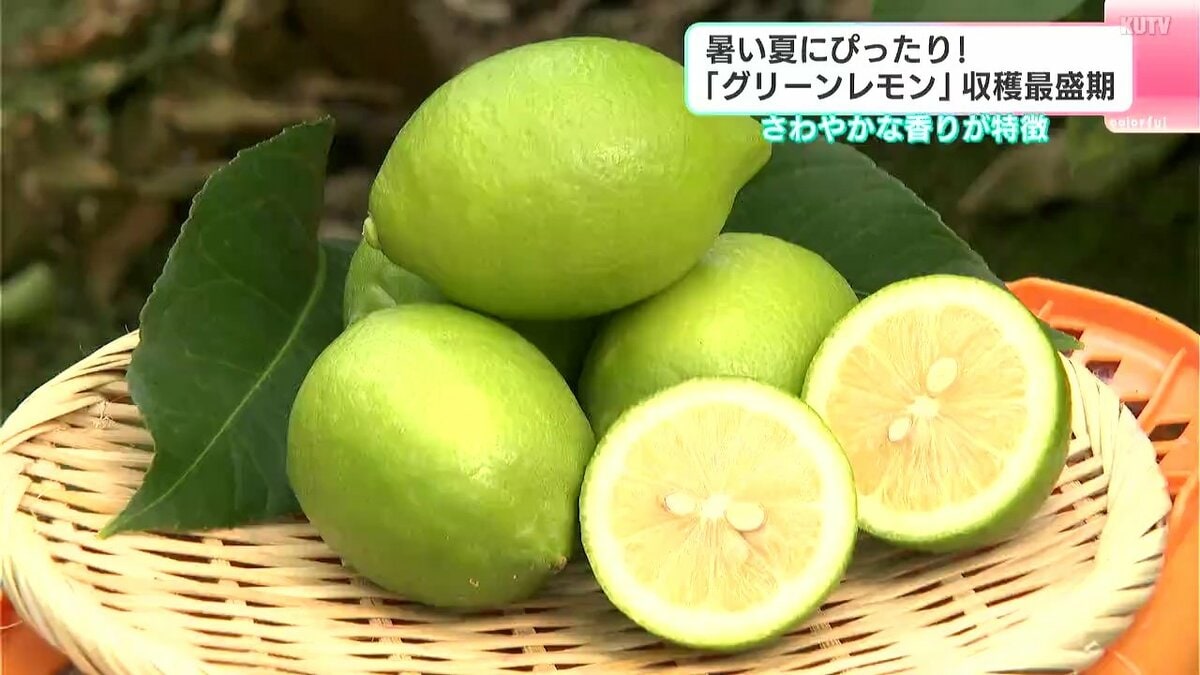 暑い夏にぴったり！さわやかな香りが特徴「グリーンレモン」収穫最盛期