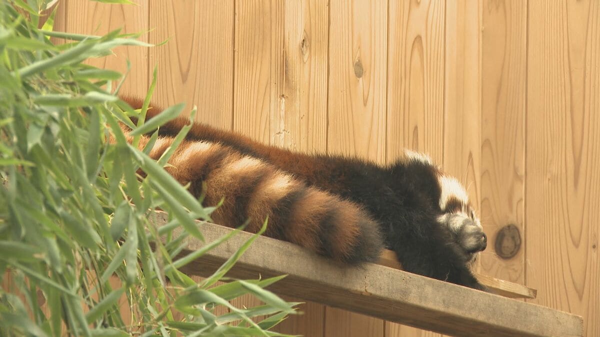 多摩動物園のライオン相次いで死ぬ… 名古屋･東山動物園の対策は？できるだけ日陰を作り…冷房の効いた部屋を出入りできる仕組みに