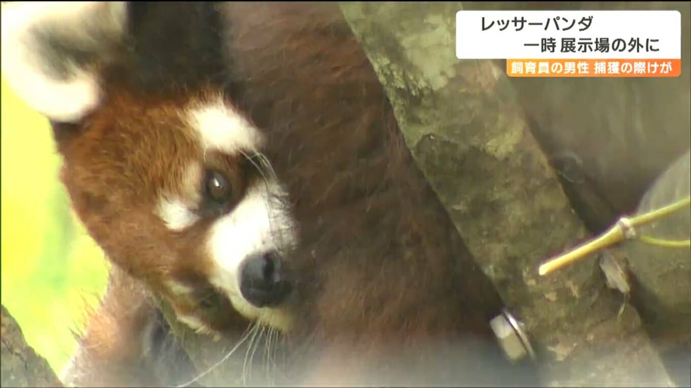 八木山動物公園のレッサーパンダ「ヤンヤン」が脱走“30分間、展示場の外に”捕獲した飼育員両腕にけが 仙台 | TBS NEWS DIG