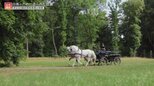 いまも生きているハプスブルク帝国の遺産・・・皇妃エリザベートが愛した白馬の牧場|TBS NEWS DIG