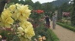 “最後のバラシーズン”9月で管理終了の河津バガテル公園に春バラシーズン到来＝静岡|TBS NEWS DIG