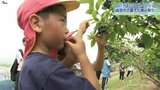 旬のブルーベリーをその場でパクリ 保育園児が果樹園で摘み取り体験 盛岡市|TBS NEWS DIG