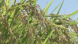「記録的な暑さ影響」県産米は20年ぶり最高評価「特A」なし コメの食味ランキング 福島 | 福島のニュース│TUF