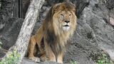 東山動植物園の11歳のライオン「ソラ」死ぬ 24日寝室で死んでいるのを飼育員が発見 前日夕方まで普段通り 死因は心不全 名古屋 | 名古屋・愛知・岐阜・三重のニュース【CBC news】 | CBC web