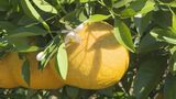 「搾ってジュースで飲みます」 園児が夏みかんを収穫 山口県萩市|TBS NEWS DIG