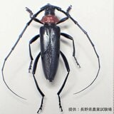 特定外来生物「クビアカツヤカミキリ」 生きた成虫が長野県内の農地で初めて確認 モモやウメなどの樹木内部に入り込み枯死させるおそれ 県は被害拡大防止へ早期点検・駆除を呼びかけ 国内では2012年に初確認 これまでに愛知など19都府県で確認 | SBC NEWS | 長野のニュース | SBC信越放送