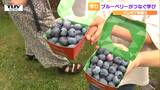 今年は豊作で甘い！ 村山市でブルーベリー農園の開園式　小学生が農園の新しい看板を手作り！「目の付け所が違う」と農園側も絶賛（山形）　|　山形のニュース│TUYテレビユー山形