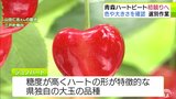 青森ハートビート初競りへ　色や大きさを確認　選別作業　青森|TBS NEWS DIG