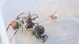 「絶対に触らないで」 公園に特定外来生物の“毒グモ”セアカゴケグモ 市職員が駆除 山口・岩国 | 山口のニュース・天気・防災|tys NEWS|tysテレビ山口