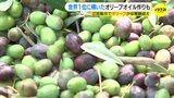 「フレッシュでフルーティー」オリーブの収穫始まる　世界１に輝いたオリーブオイル作りも|TBS NEWS DIG