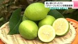 暑い夏にぴったり!さわやかな香りが特徴「グリーンレモン」収穫最盛期【高知】 | 高知のニュース・天気|KUTV NEWS | KUTVテレビ高知