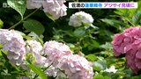 少雨で花は小ぶりも 古刹・蓮華峰寺で約7000株のアジサイが見ごろに 新潟・佐渡市|TBS NEWS DIG