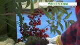 募集枠の4倍の応募!『門松づくり体験会』 松や南天などを飾り付け年神様を迎える準備|TBS NEWS DIG