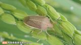 大量発生「イネカメムシ」対策　町が農家に防除支援　|　BSSニュース | BSS山陰放送
