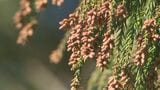 「診察してみるとインフルエンザB型だった」　3連休は気温上昇で気になる「花粉の飛散」　感染初期段階では、その見極めに注意が必要と医師が指摘　|　BSSニュース | BSS山陰放送