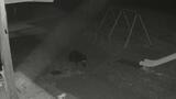【動画あり】保育所にクマ　庭を歩く姿が防犯カメラに…6日午前3時ごろ　福島・金山町【クマ出没情報】　|　福島のニュース│TUF