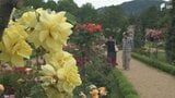 “最後のバラシーズン”9月で管理終了の河津バガテル公園に春バラシーズン到来=静岡|TBS NEWS DIG