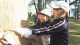 「日本の名松100選」松林を守る伝統手法 小学生がマツのこも巻き 山口県光市|TBS NEWS DIG