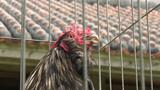 チャーン鶏鳴(けいめい)大会 琉球士族も愛した歌う鶏が美声競う 沖縄市|TBS NEWS DIG
