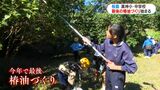 桜島の黒神小・中学校で最後の椿油作りはじまる 来年度学校統合 鹿児島市|TBS NEWS DIG
