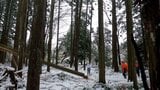 なぜ冬の雪山で木を切るのか? 未経験者を育てる“緑の雇用”と伐採のリアル 新潟・村上市【森を守ること・第10話】 | 新潟のニュース・天気|BSN NEWS|BSN新潟放送