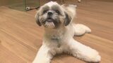 「ワンちゃん好きにはたまらない」県内では珍しい「いぬカフェ」がオープン 大分 | 大分のニュース|OBS NEWS|大分放送