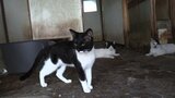 「メスが産んだそばからオスがくわえていって食べちゃう」38匹のネコ“衝撃の多頭飼育崩壊”現場は強烈な臭い ネコたちの今後は|TBS NEWS DIG
