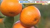 じっくり熟成“越冬木熟みかん”の収穫最盛期「糖と酸味のバランスがいい仕上がり」 和歌山県・田辺市|TBS NEWS DIG