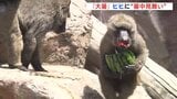 動物たちに暑中見舞い　ヒヒにスイカと夏野菜が贈られました　|　RCC NEWS | 広島ニュース | RCC中国放送