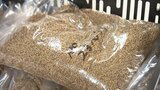 小麦の産地 岩手・紫波町で今年初の品質検査 「ゆきちから」など4品種|TBS NEWS DIG