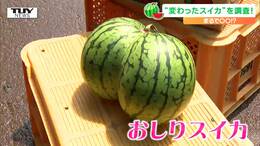 まるで「おしり」! 収穫された変わった形の「スイカ」 理由は数千個に1個の貴重な「異常」だった|TBS NEWS DIG