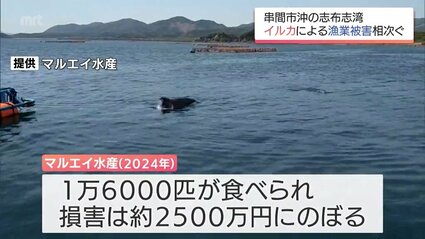串間市沖の志布志湾でイルカの食害深刻… 泡で驚かせ網から引き抜く巧妙