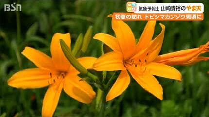初夏の訪れを告げる一面のオレンジ色『トビシマカンゾウ』が見頃 佐渡
