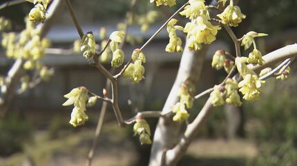 早春に咲く鮮やかな黄色の花｢トサミズキ｣が見ごろに 長引いた寒さで