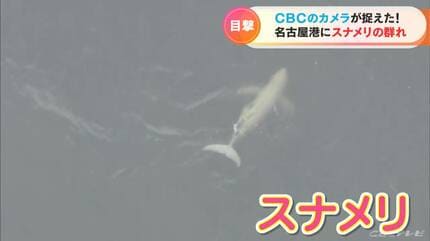 名古屋港で泳ぐスナメリの姿をとらえた！「この時期にこれだけの数が