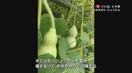 種をまき 半年かけて女性作家が手作り…お守り魔除けのひょうたん