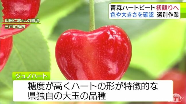 青森ハートビート初競りへ 色や大きさを確認 選別作業 青森|TBS NEWS DIG
