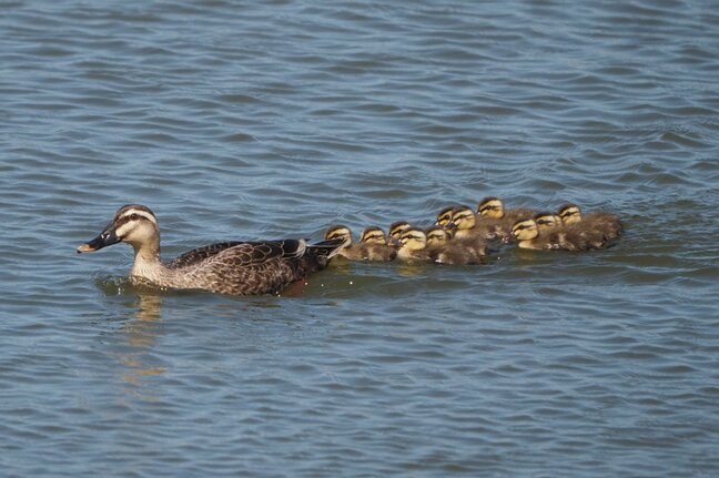 米子水鳥公園で「カルガモ親子」2組 今年初確認「この時期しか見られないカルガモの親子の姿を楽しんで」 鳥取県・米子市|TBS NEWS DIG