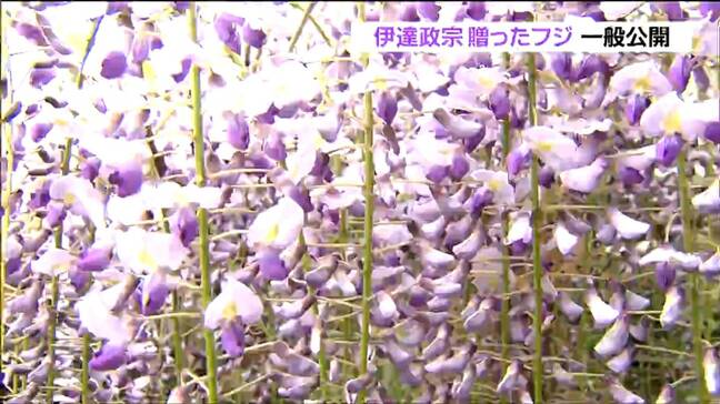 「花の香りも漂ってきて気分があがる」仙台藩主・伊達政宗から贈られたとされるフジの花が一般公開|TBS NEWS DIG
