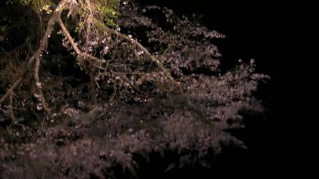 水面に映る「逆さ桜」 散り際が最も美しく 鹿児島市・川田川|TBS NEWS DIG