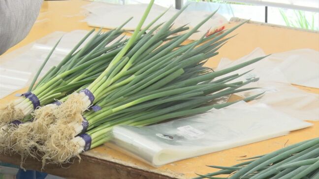 “ナフサショック” 農家にも影響…「野菜があっても出荷できないような状態が近づいてるような気がする」|TBS NEWS DIG