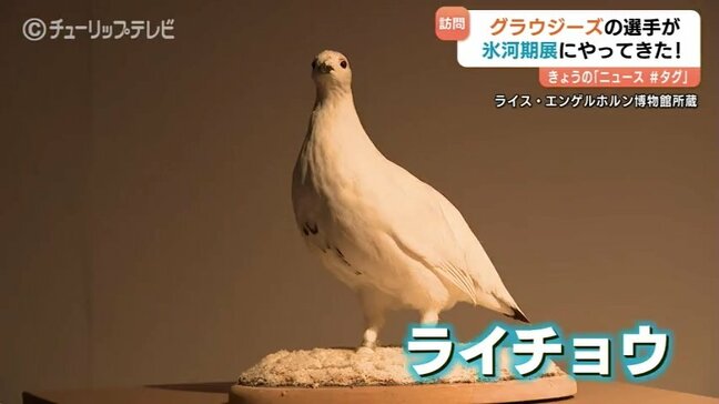グラウジーズの泉登翔＆田中晴瑛が氷河期展にやってきた！ライチョウと対面？試合とは違った表情 富山|TBS NEWS DIG