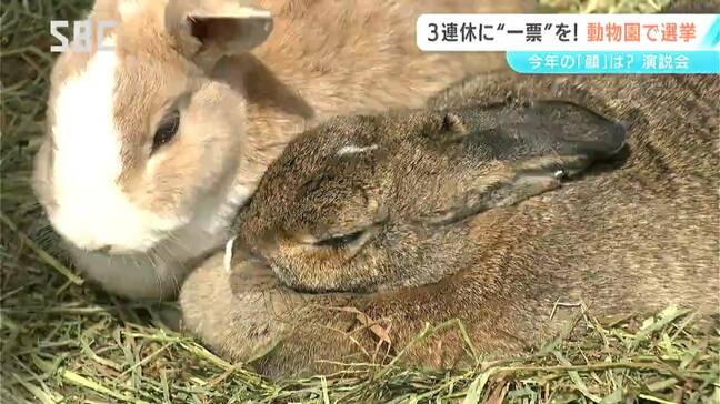 意中の動物は何？動物園の今年の「顔」は？須坂市動物園で恒例の「代表動物選挙」が始まる　うま年にちなんでロバ？ハッチの孫のマッチ？11候補が立候補　長野|TBS NEWS DIG