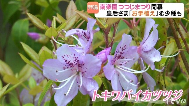 皇后さま「お手植え」希少種も 南楽園「つつじまつり」開幕 愛媛・宇和島市|TBS NEWS DIG