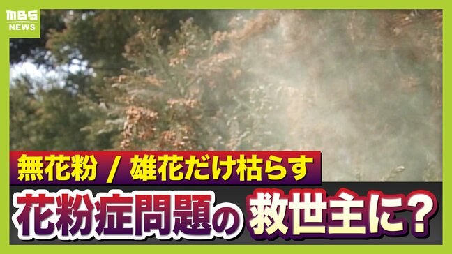 【花粉シーズン到来】近畿各地の「花粉生産量」過去１０年平均と比べ「３倍前後」に！？飛散しやすい"３条件"とは　花粉症なき未来へ...スギ花粉最新研究を紹介【解説】|TBS NEWS DIG