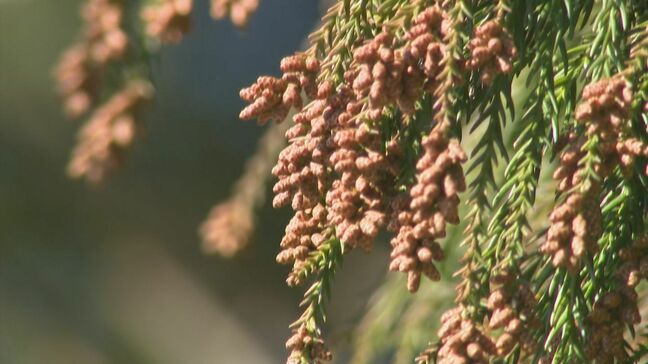 「診察してみるとインフルエンザB型だった」　3連休は気温上昇で気になる「花粉の飛散」　感染初期段階では、その見極めに注意が必要と医師が指摘|TBS NEWS DIG