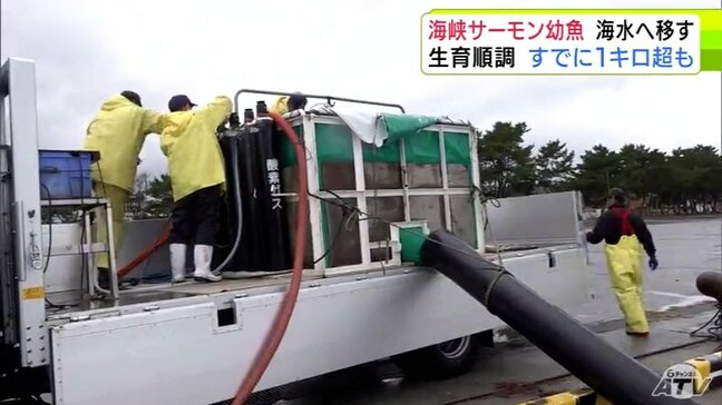青森県むつ市の特産品「海峡サーモン」来シーズンの出荷に向け　ニジマスの幼魚を次々と『いけす』へ　すでに1kgを超す大物も　水揚げ量3年連続100トン超を目指す|TBS NEWS DIG
