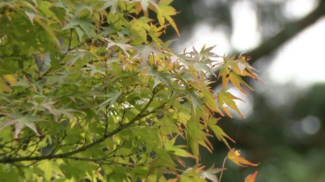 「早く色づいて」遅れる紅葉・・・ツアーをずらす旅行会社 BBQ場はヤキモキ 見頃は?色づきは?|TBS NEWS DIG